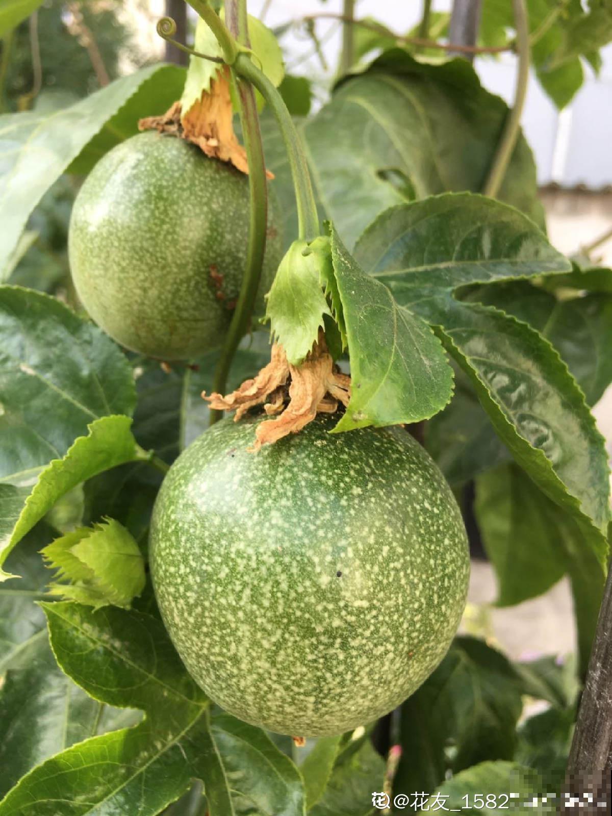 3种做法，做出多样的百香果，好吃又简单