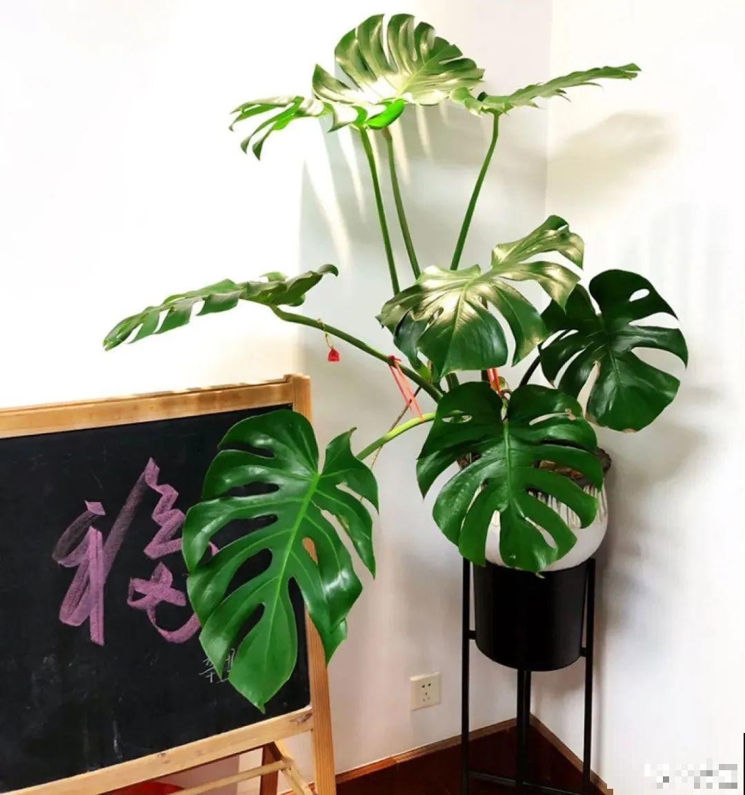 大叶子耐阴花，室内一定养，叶子比脸大，真凉快