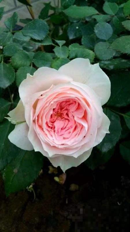 常见的切花,个个都是“大美女”,中国有四种 常见的切花,个个都是“大美女”,中国有四种