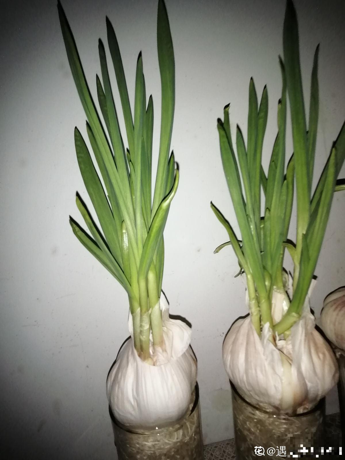 大蒜的7个妙用，一蒜在手，居家不愁