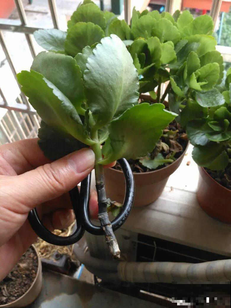 天热要修剪的花，不剪死得快，活不过夏天