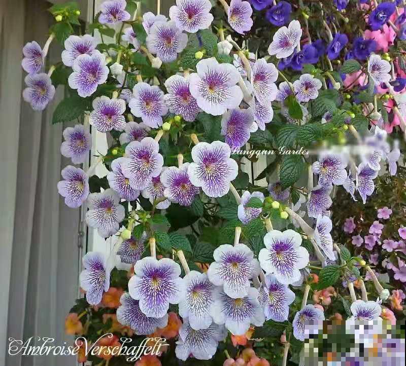 1种花特耐阴，开花像是小喇叭，花量巨大