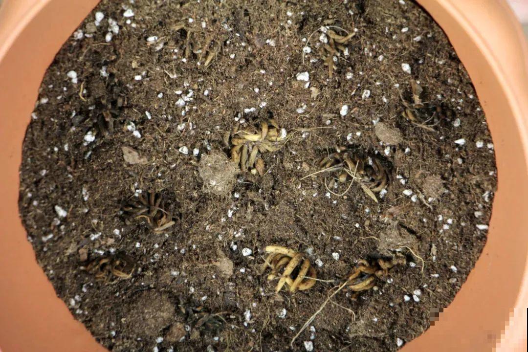 家里养的“仙女花”，奶奶非说是芹菜，还薅一把想炒菜吃