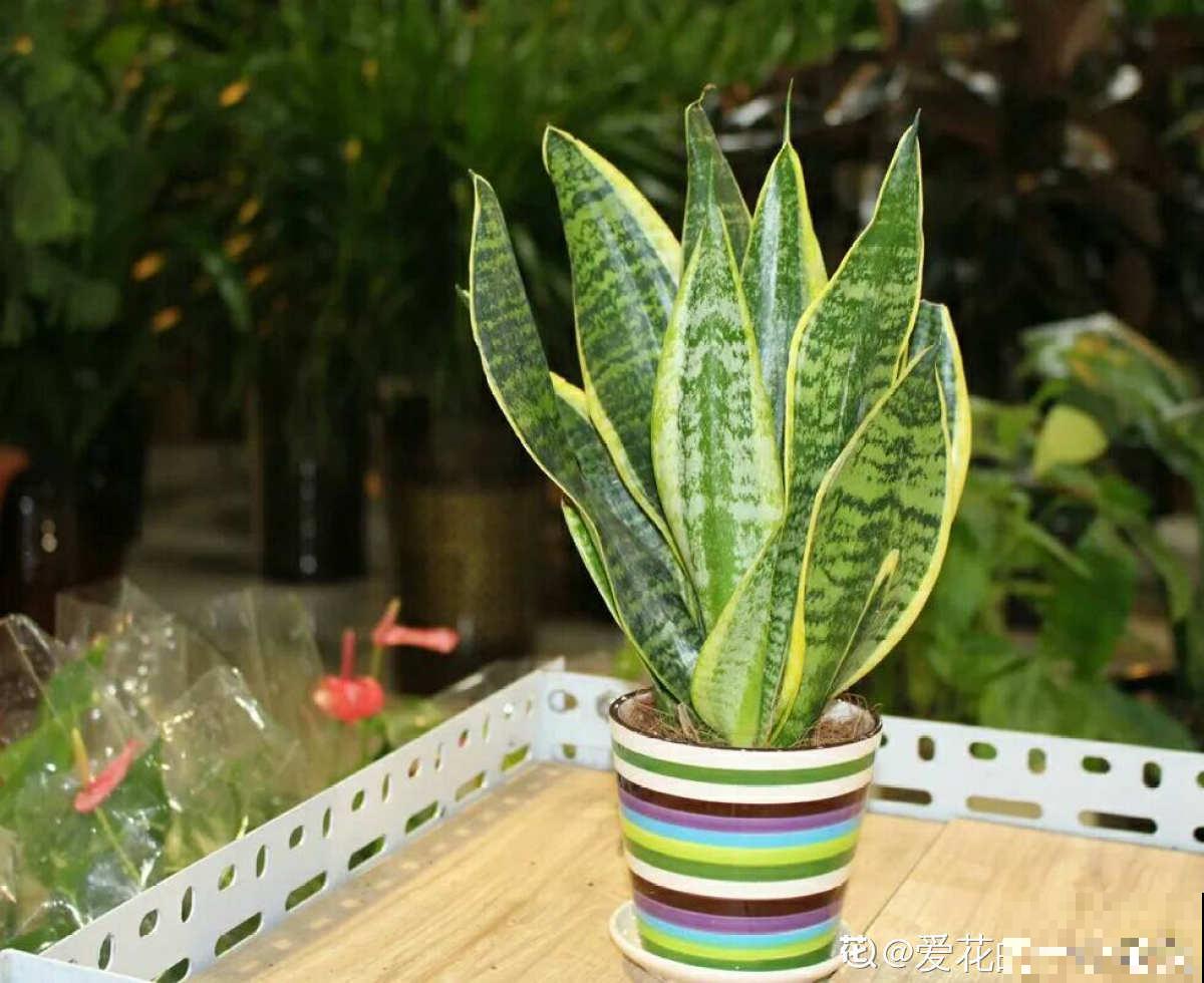 20种常见花,一句话说到浇水要点,赶紧学学 20种常见花,一句话说到浇水要点,赶紧学学