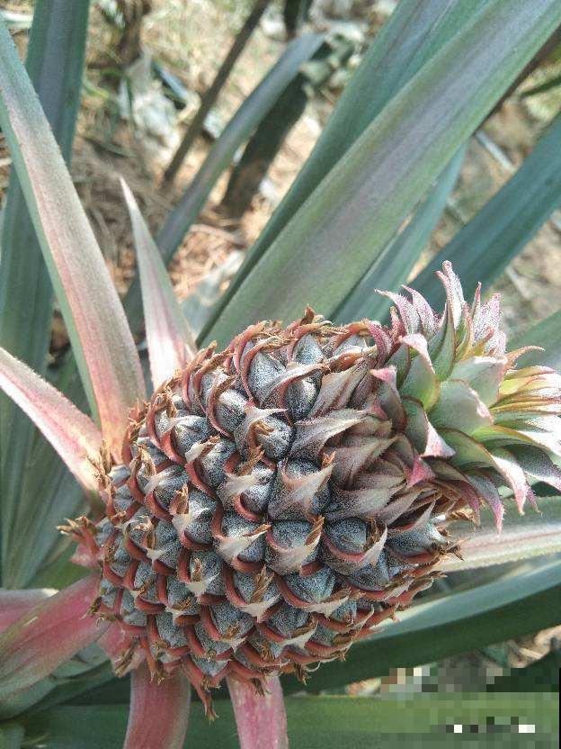 水果太甜含糖多?3种常见水果,好吃还不胖 水果太甜含糖多?3种常见水果,好吃还不胖