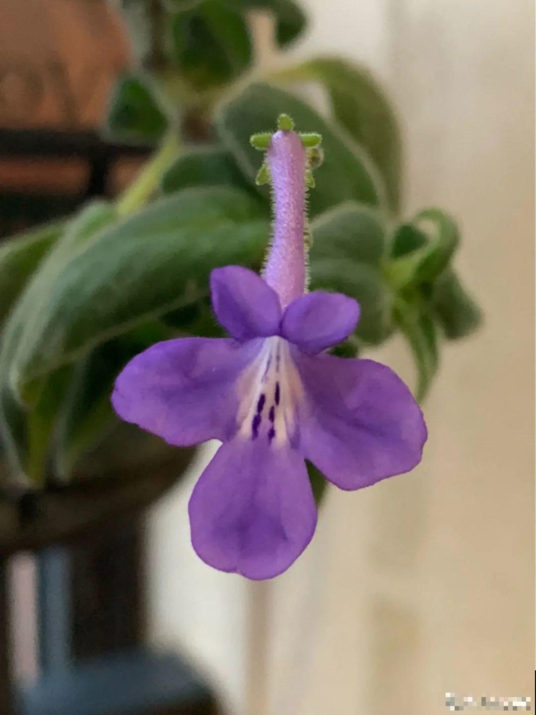 家里光照不足，就养这2种精灵花，耐阴花期长，皮实好养