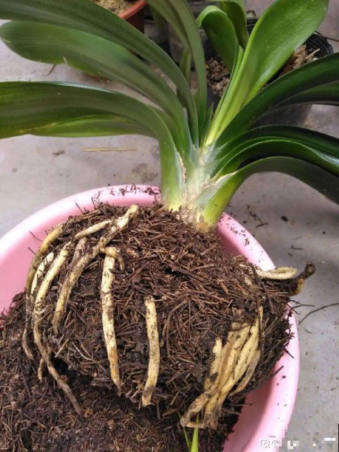 旧筷子、老干妈瓶别扔，拿来养花效果好，省下一笔养花钱