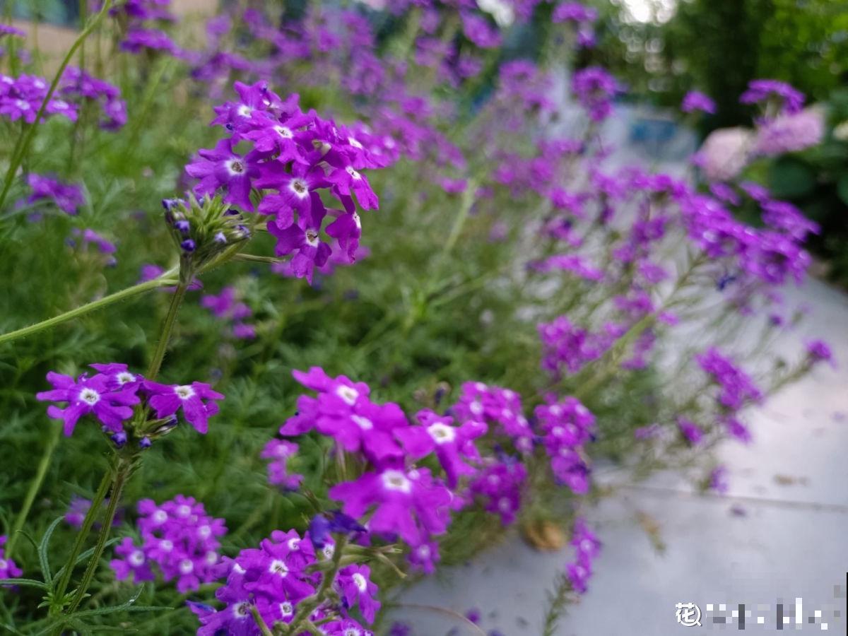 怀孕辣妈超爱养花，亲力亲为建花园，现在人人都羡慕