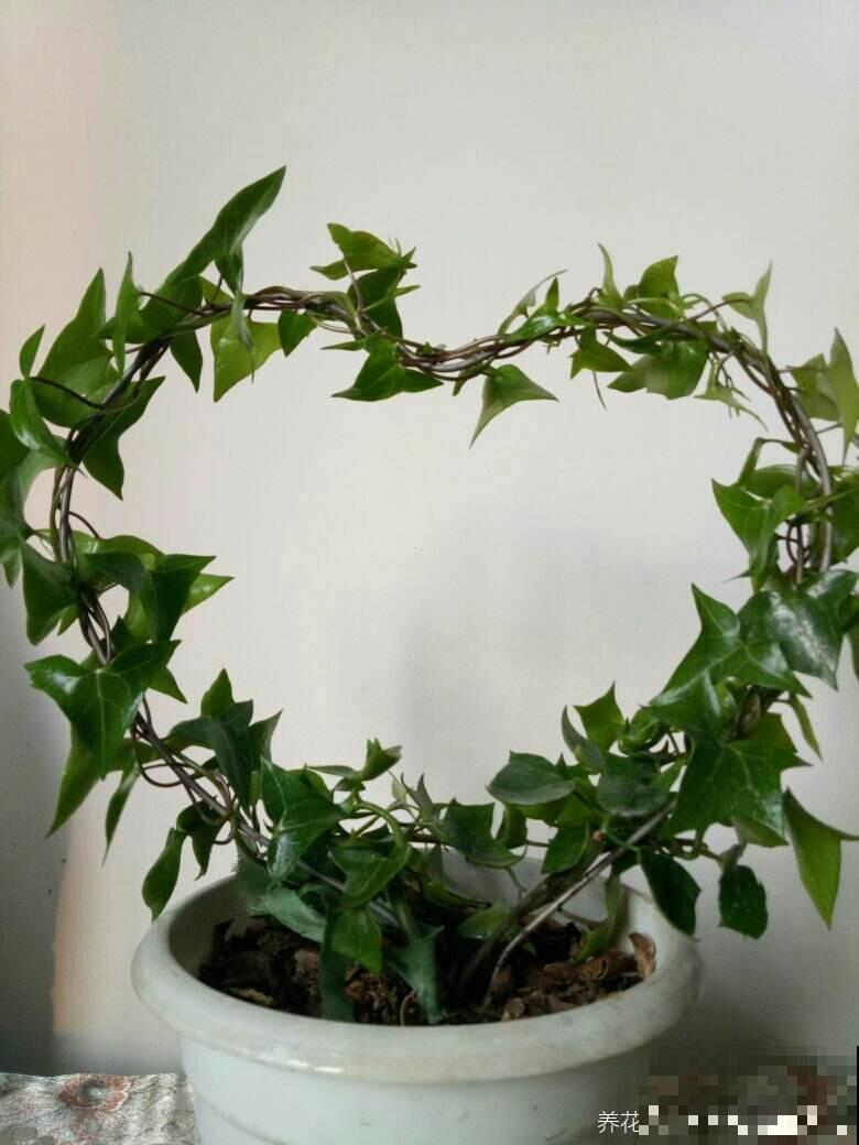 家里有老人，就养4种“寿星花”，好养活寓意好