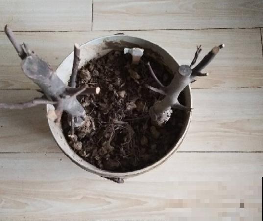 苹果VS梨，两大最常见水果，哪个种植更简单？