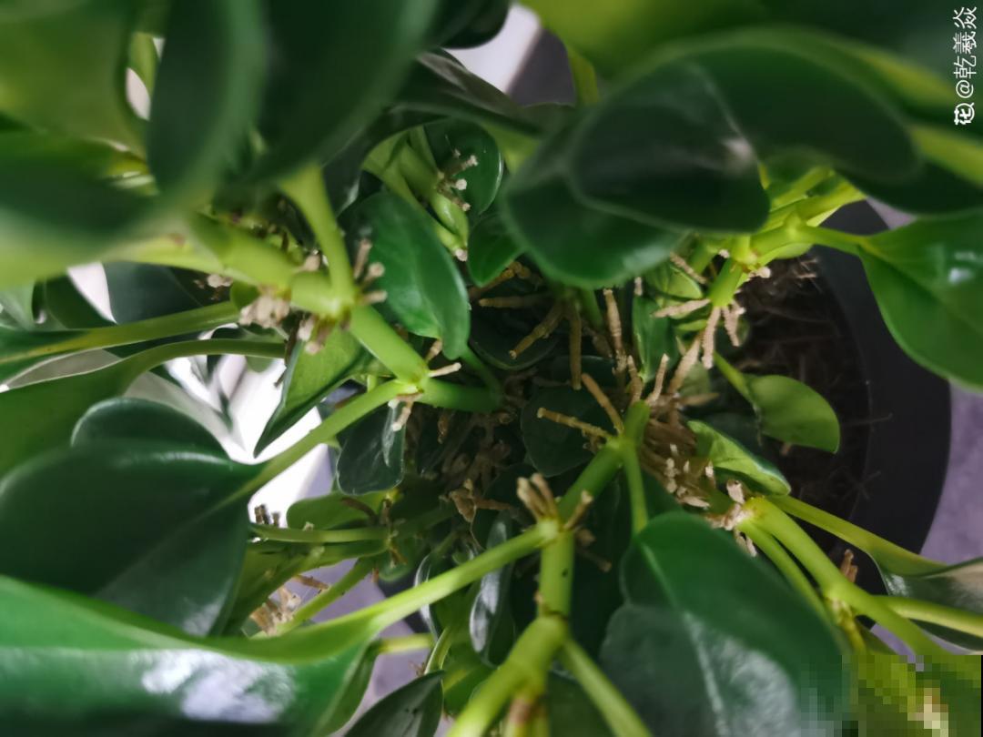 夏天看见气生根,赶紧剪下来,插土里就活 夏天看见气生根,赶紧剪下来,插土里就活