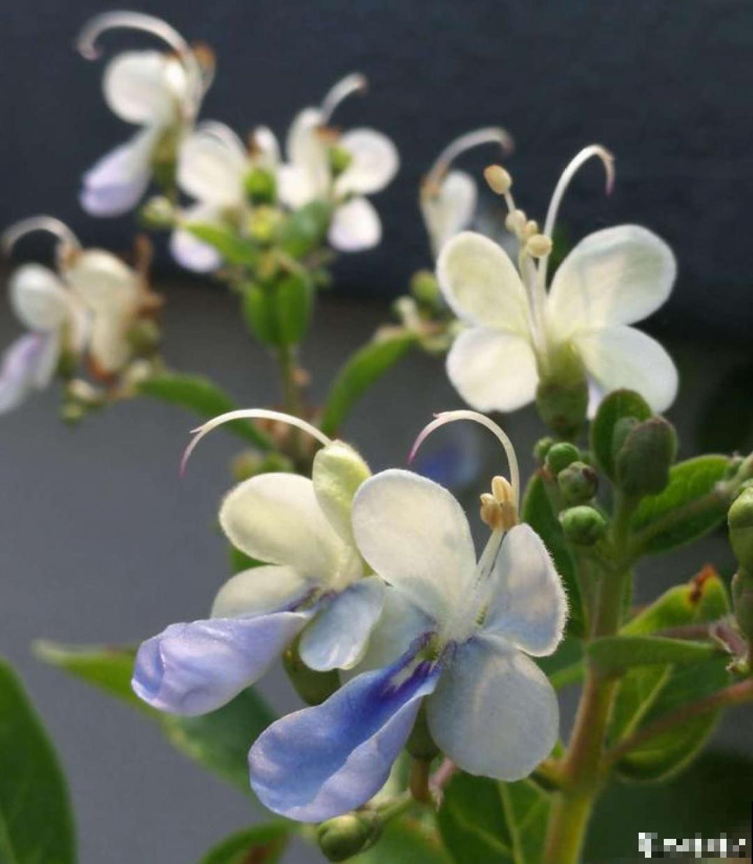 仙气飘飘的花，颜值高、花期长，养一盆不亏