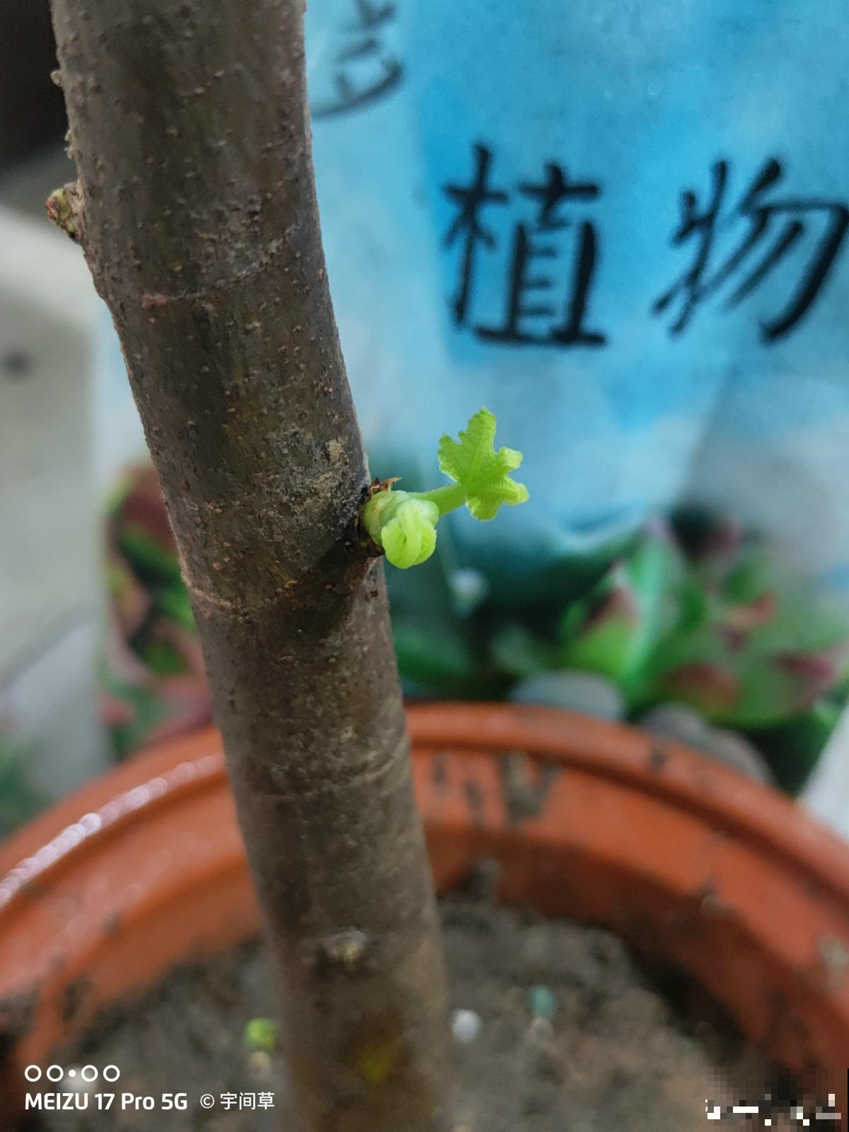 2种果树，不仅能结果，修剪好了还能做盆景