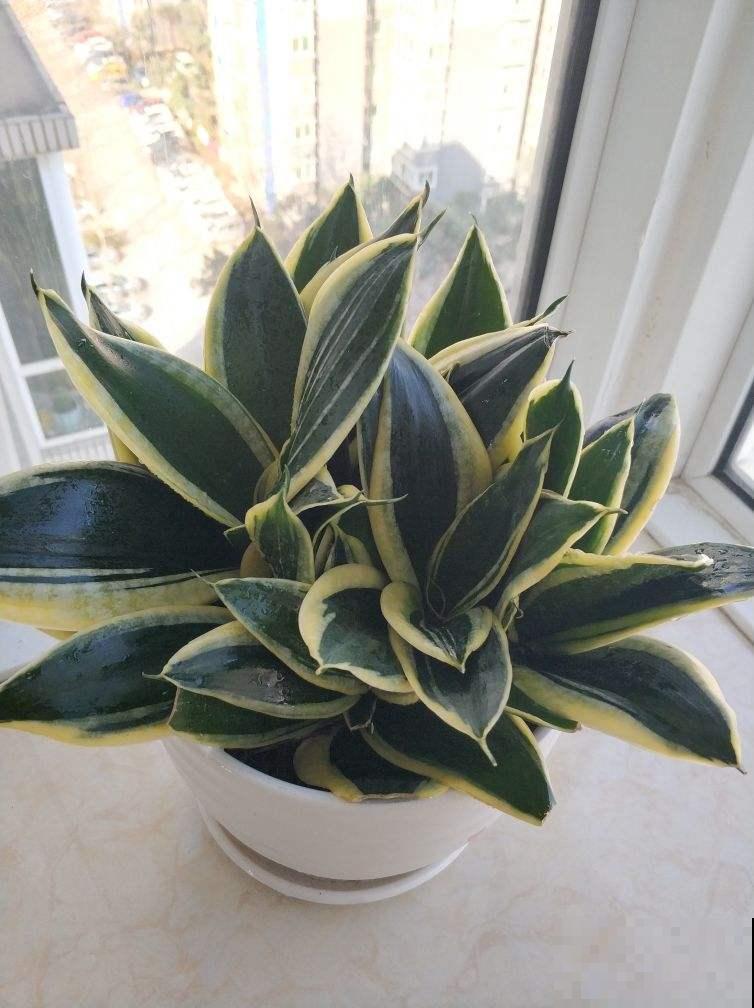 前方有花粉，花粉过敏者请小心！当然，也有花对你友好