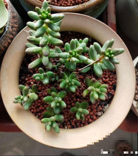 夏天浇水难，多浇少浇都不行，掌握3“不要”，植物还能继续长