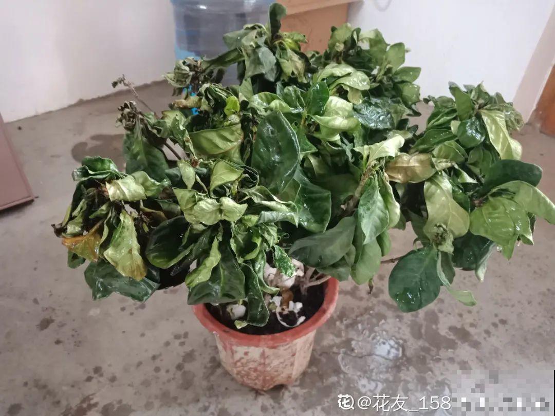 养花“黑名单”实在太难养，心累