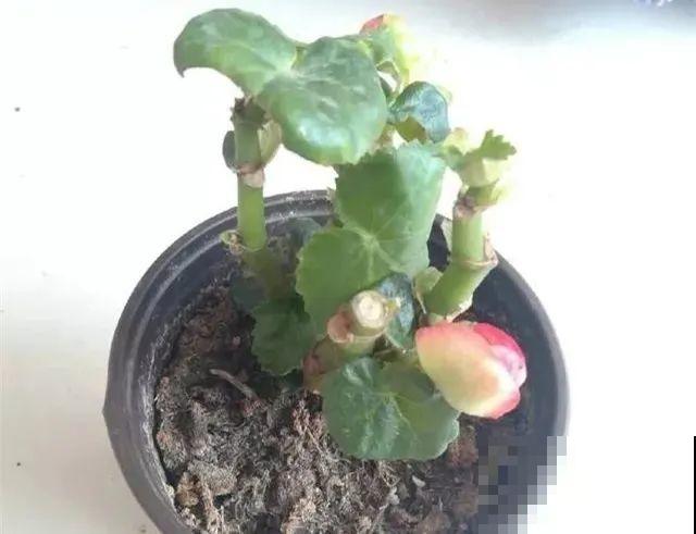 现在给花剪一刀,剪成一个“小平头”,呼呼冒芽爆盆 现在给花剪一刀,剪成一个“小平头”,呼呼冒芽爆盆