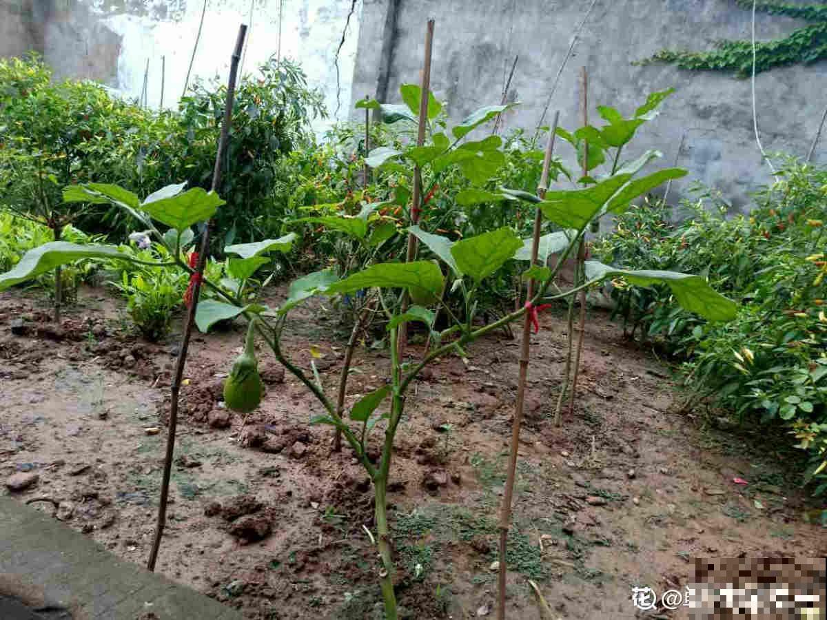 邻居种的茄子，两只手才能抓过来，到底咋种地？