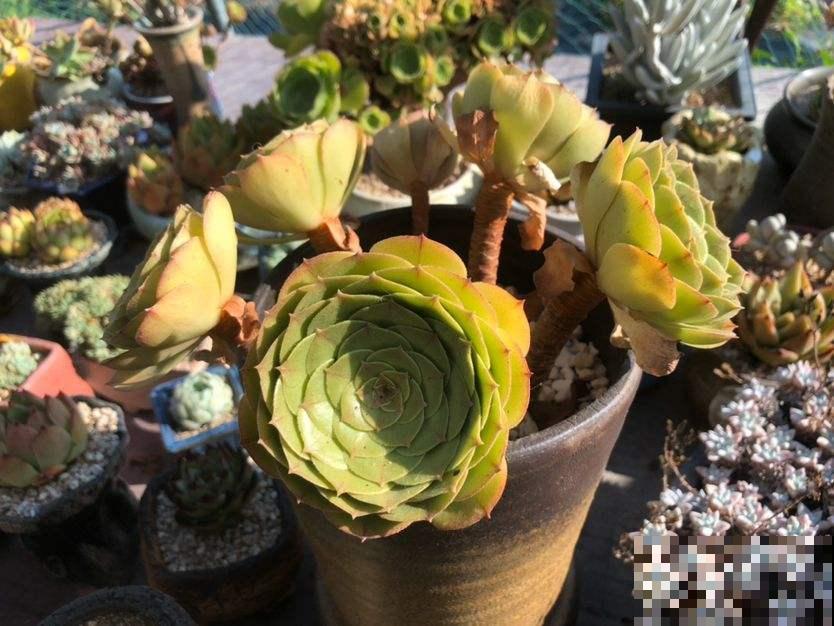 现在养多肉要注意4要点,别让多肉熬过夏天,却死在秋天 现在养多肉要注意4要点,别让多肉熬过夏天,却死在秋天