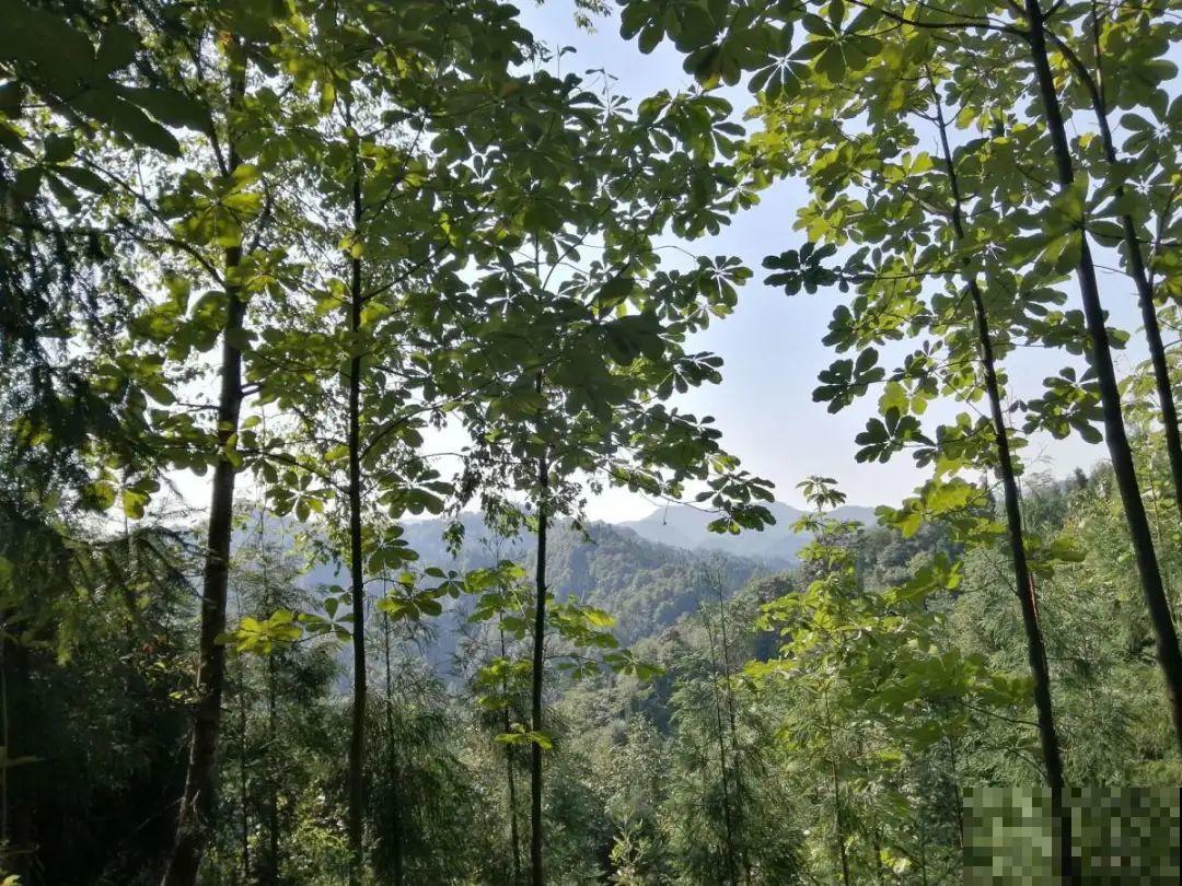 看到稀奇花，不认识的别去挖，可能会触犯法律