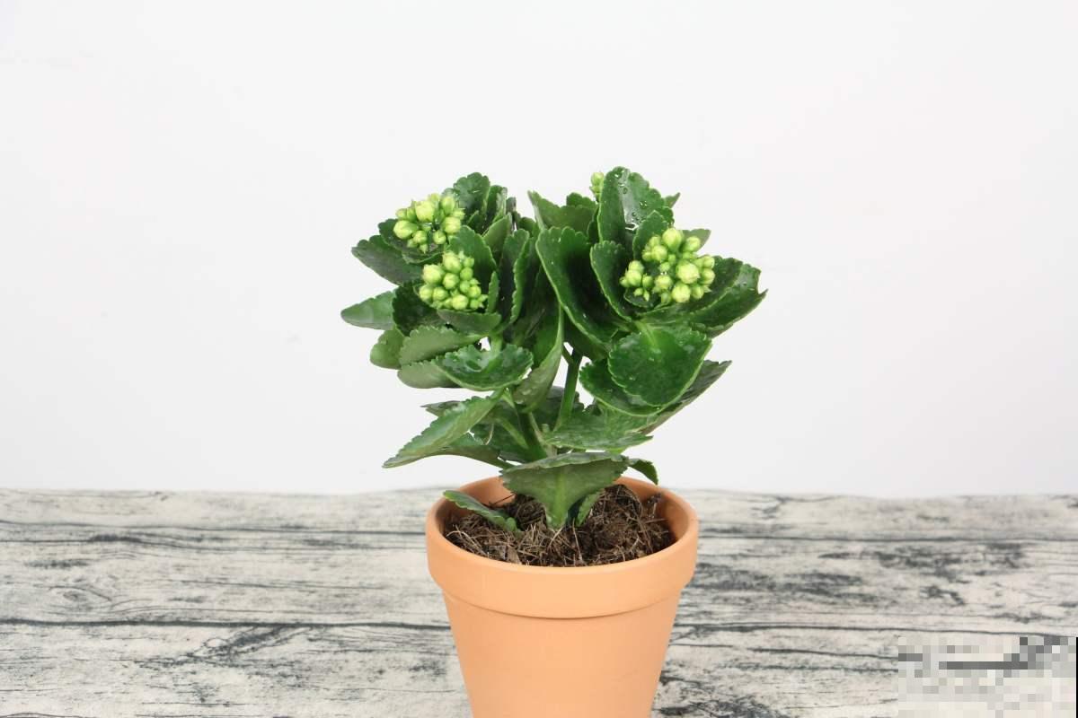 高温预警，先别种这4种花，夏天养好算我输