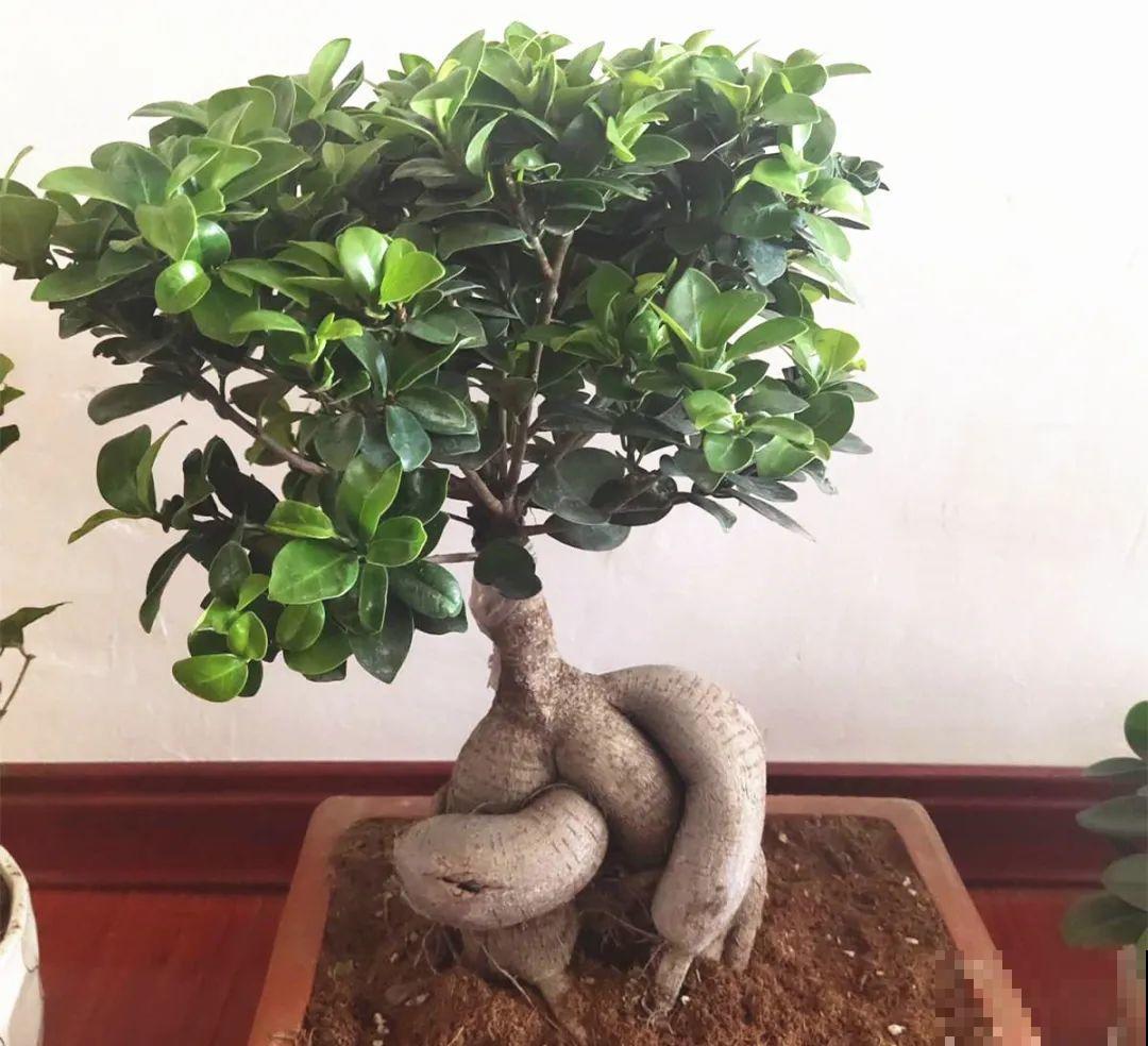 家里养8种花，独特有气质，还有满满安全感