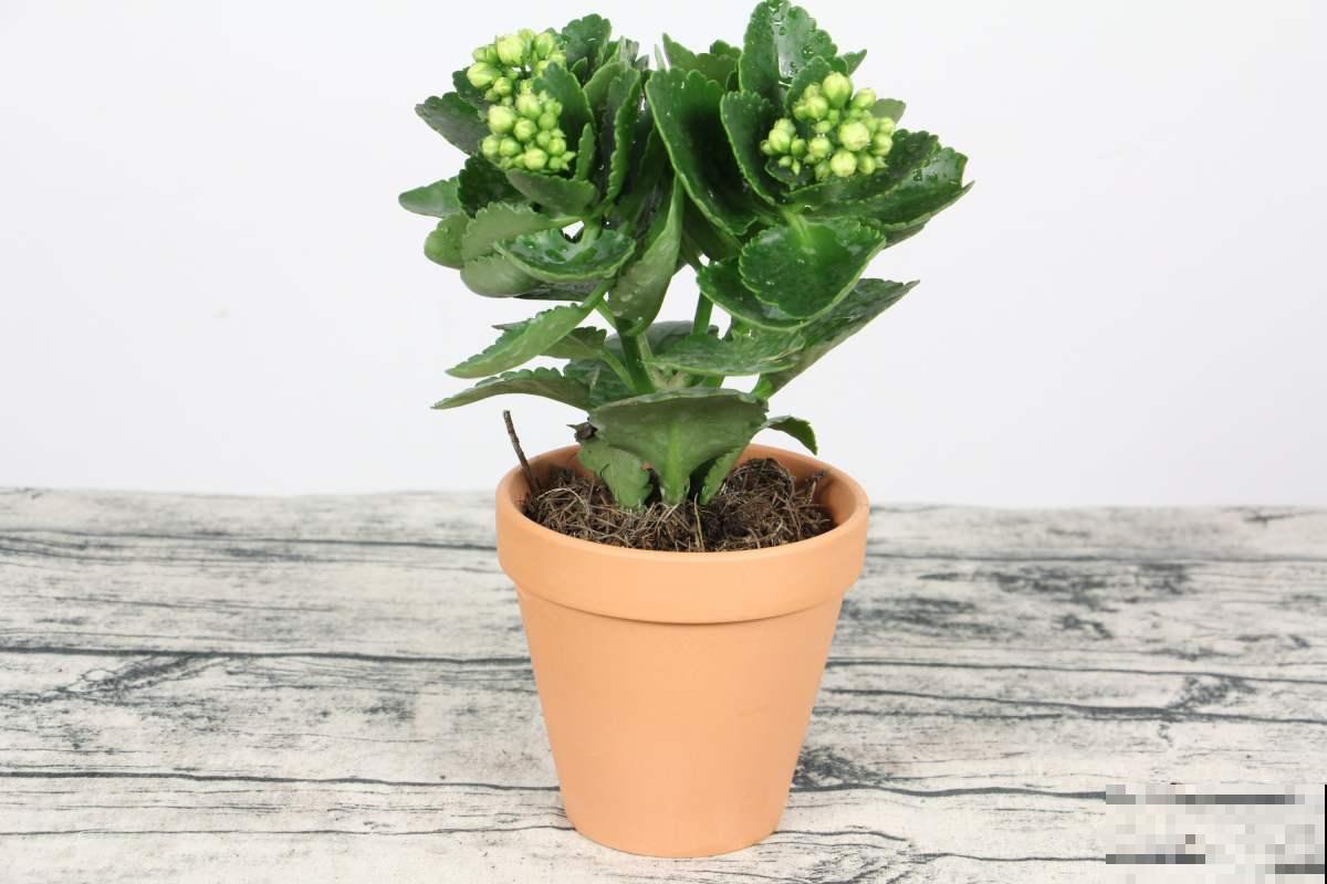 别只知道养绿萝，每个家里适合养什么，我来告诉你