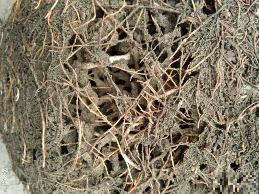 9种土别拿来养花,对花不好,容易黄叶烂根 9种土别拿来养花,对花不好,容易黄叶烂根