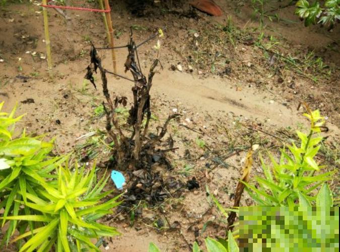 9种花,天热会“假死”,千万别丢了,秋天就苏醒 9种花,天热会“假死”,千万别丢了,秋天就苏醒