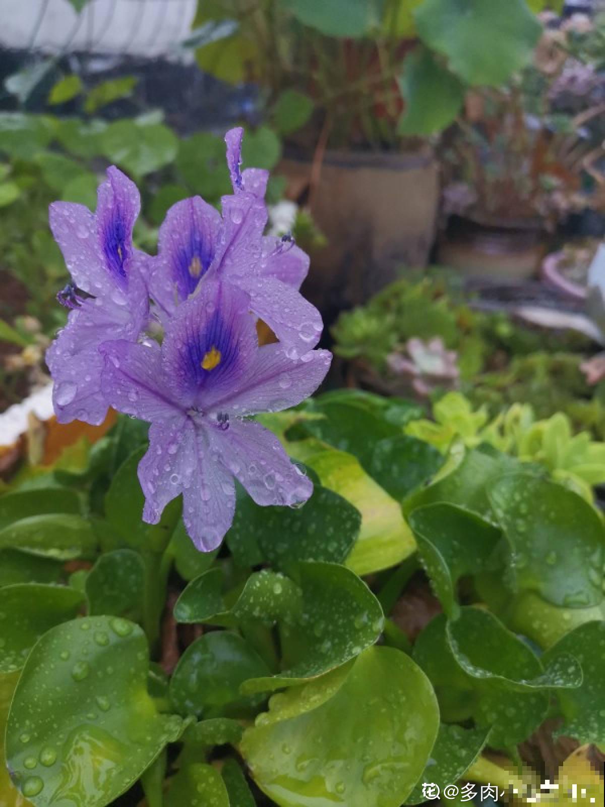 南方泛滥的花,北方人“爱不释手”,太“拉仇恨”了 南方泛滥的花,北方人“爱不释手”,太“拉仇恨”了