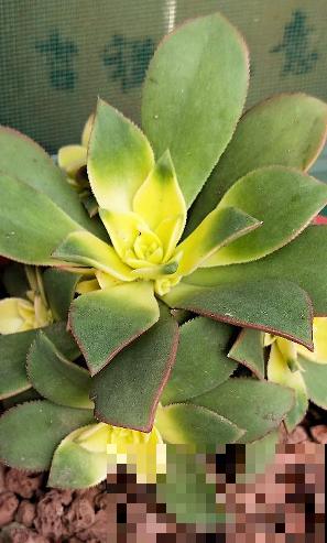 秋天“花骗子”真多,看到这4种花要谨慎,小心上当受骗 秋天“花骗子”真多,看到这4种花要谨慎,小心上当受骗