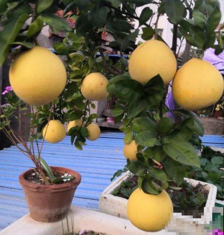 天然安全的驱蚊方法，驱蚊效果好，使用方便