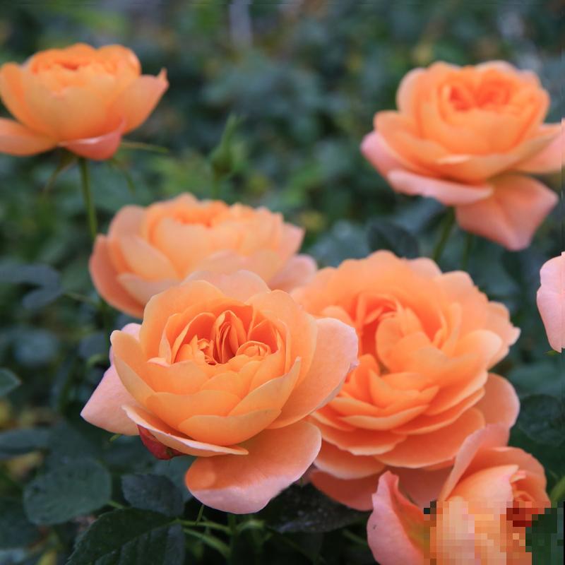 我走过你走过的坑,花友养花多年,心路历程让人感叹 我走过你走过的坑,花友养花多年,心路历程让人感叹