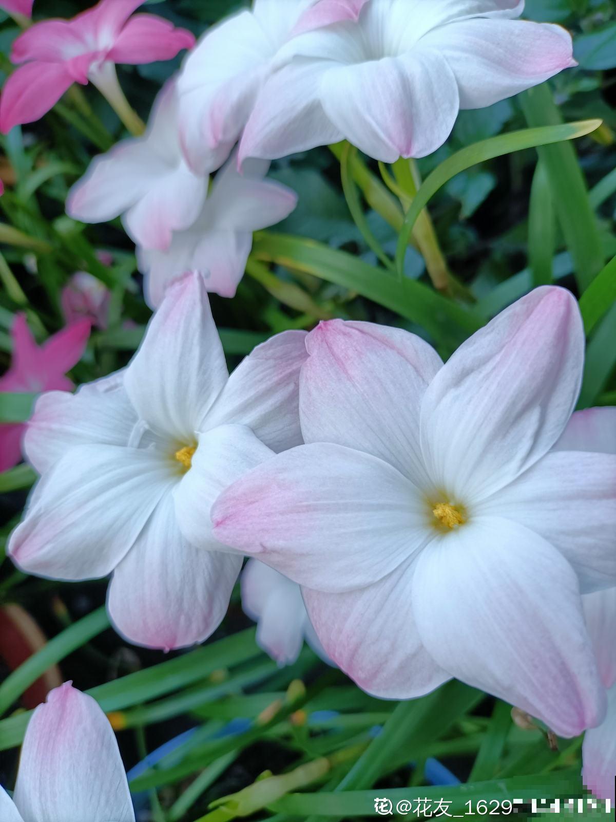 养花7年,居然找到了植物的“财富密码”,4种花“越养越赚钱” 养花7年,居然找到了植物的“财富密码”,4种花“越养越赚钱”