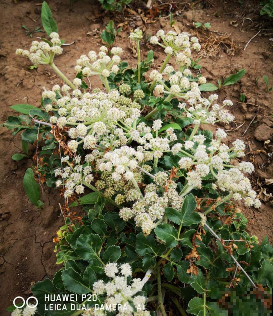 路边野花别乱采，采了有麻烦，再好看也别碰