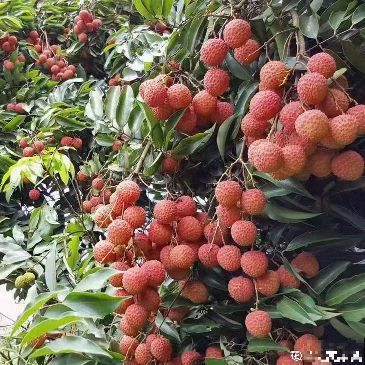 各个省份的代表水果，你家乡的特色水果是什么？