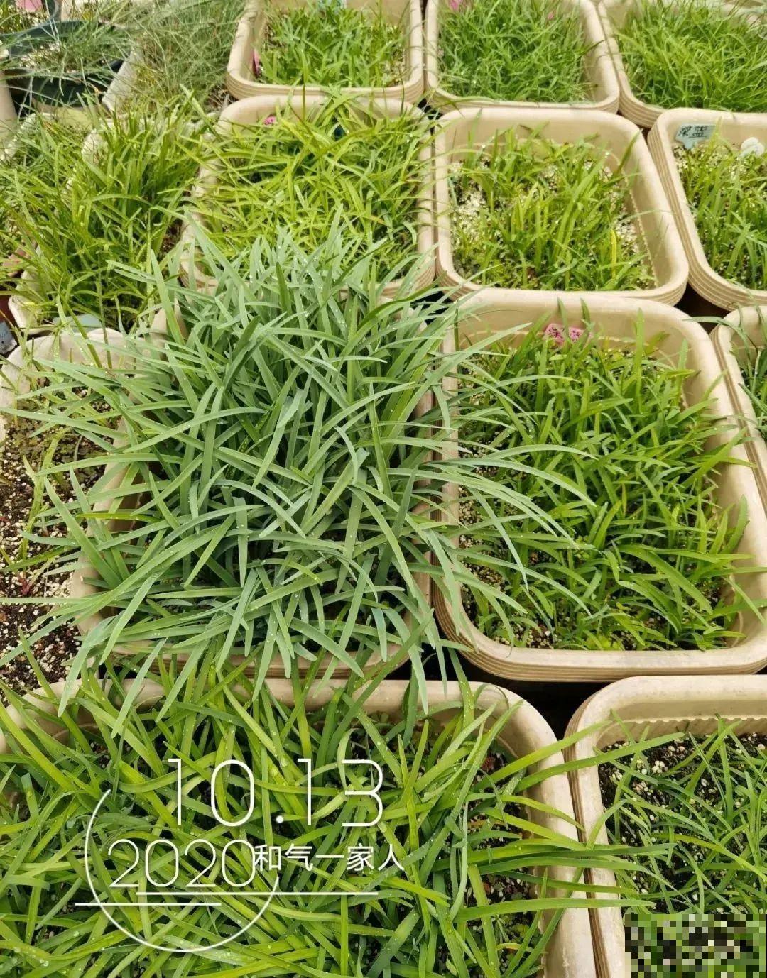 家里养的“仙女花”，奶奶非说是芹菜，还薅一把想炒菜吃