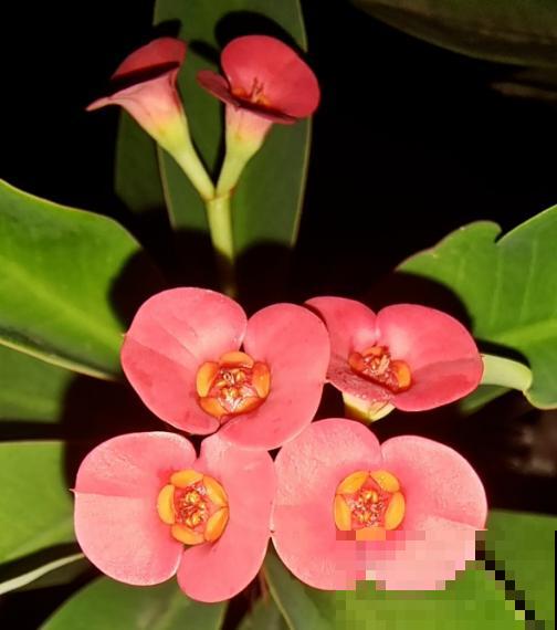 虎刺梅好养也好看，学好这5步，超长花期停不下来