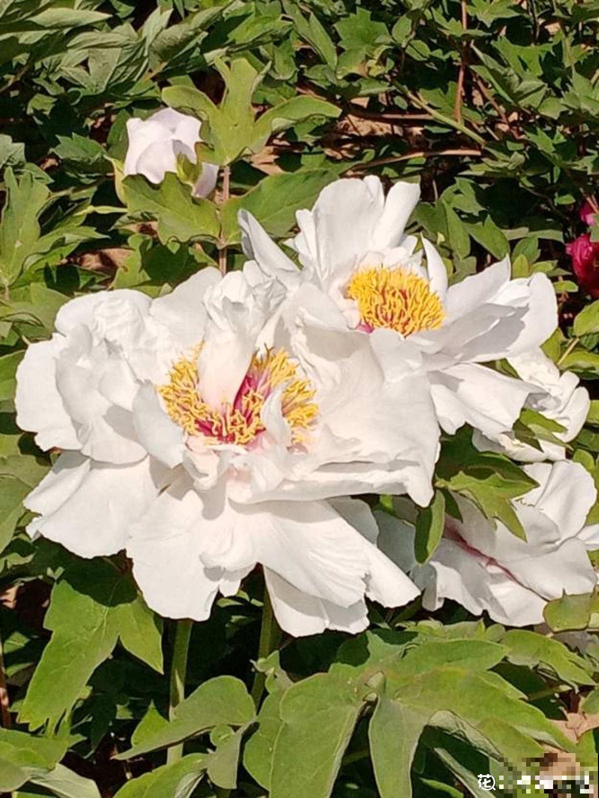 4种便宜花，年限越长越金贵，养好了能当成传家宝