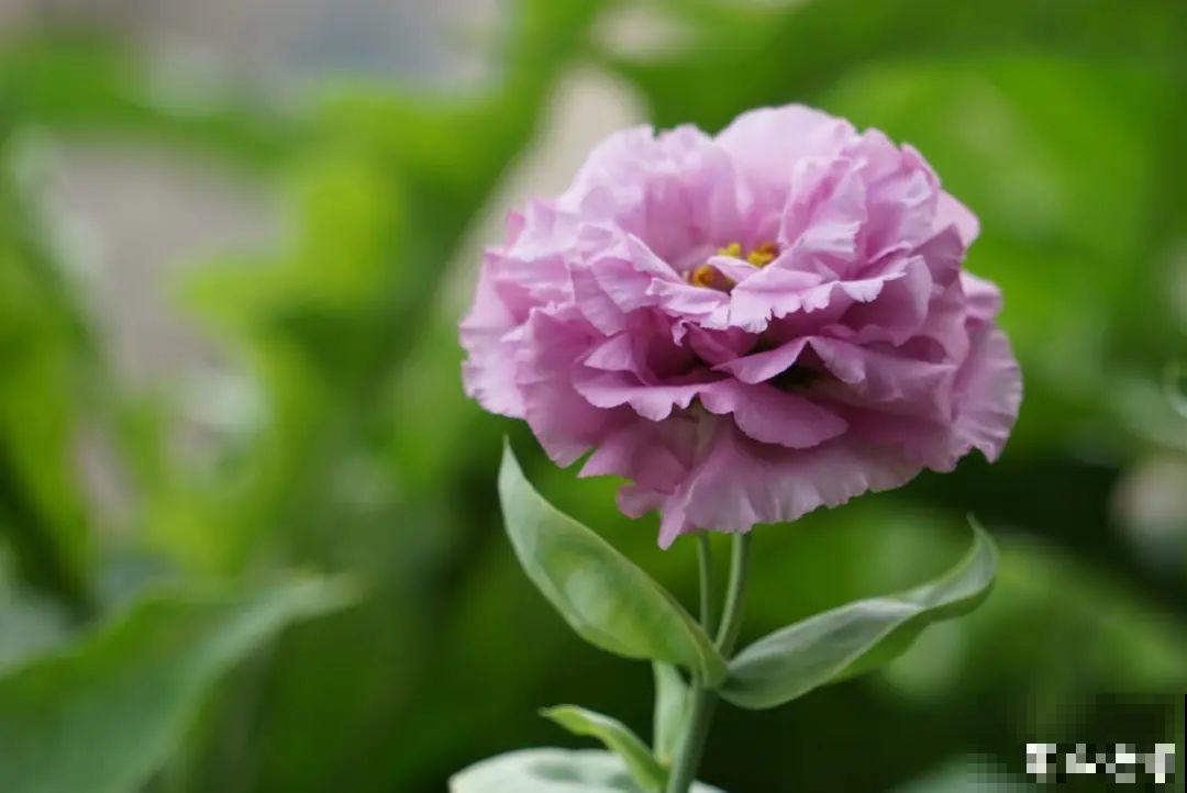 10种花并不是一次性，掌握养护要点，还能复花