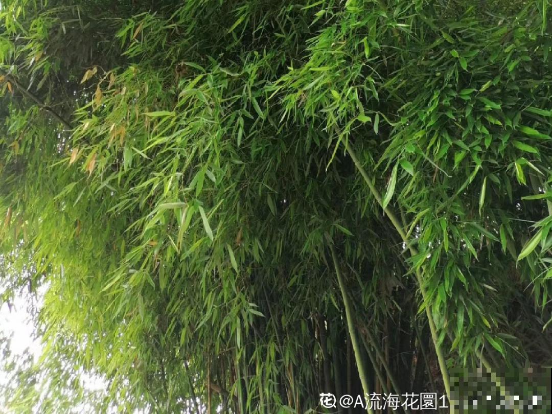 前不栽桑，后不栽柳，院中不种“鬼拍手”，是迷信还是智慧？