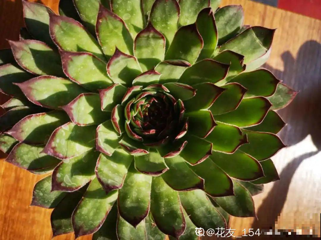 网购回家的花，一定要第一时间打开，不然都闷死了