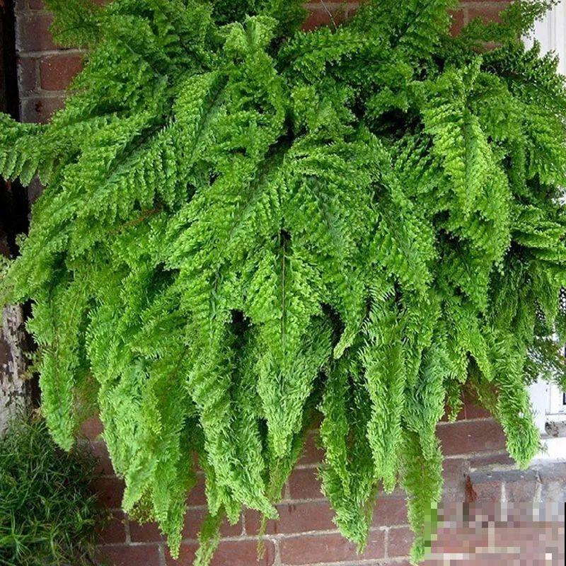 卫生间里养盆蕨，净化空气，满眼绿意