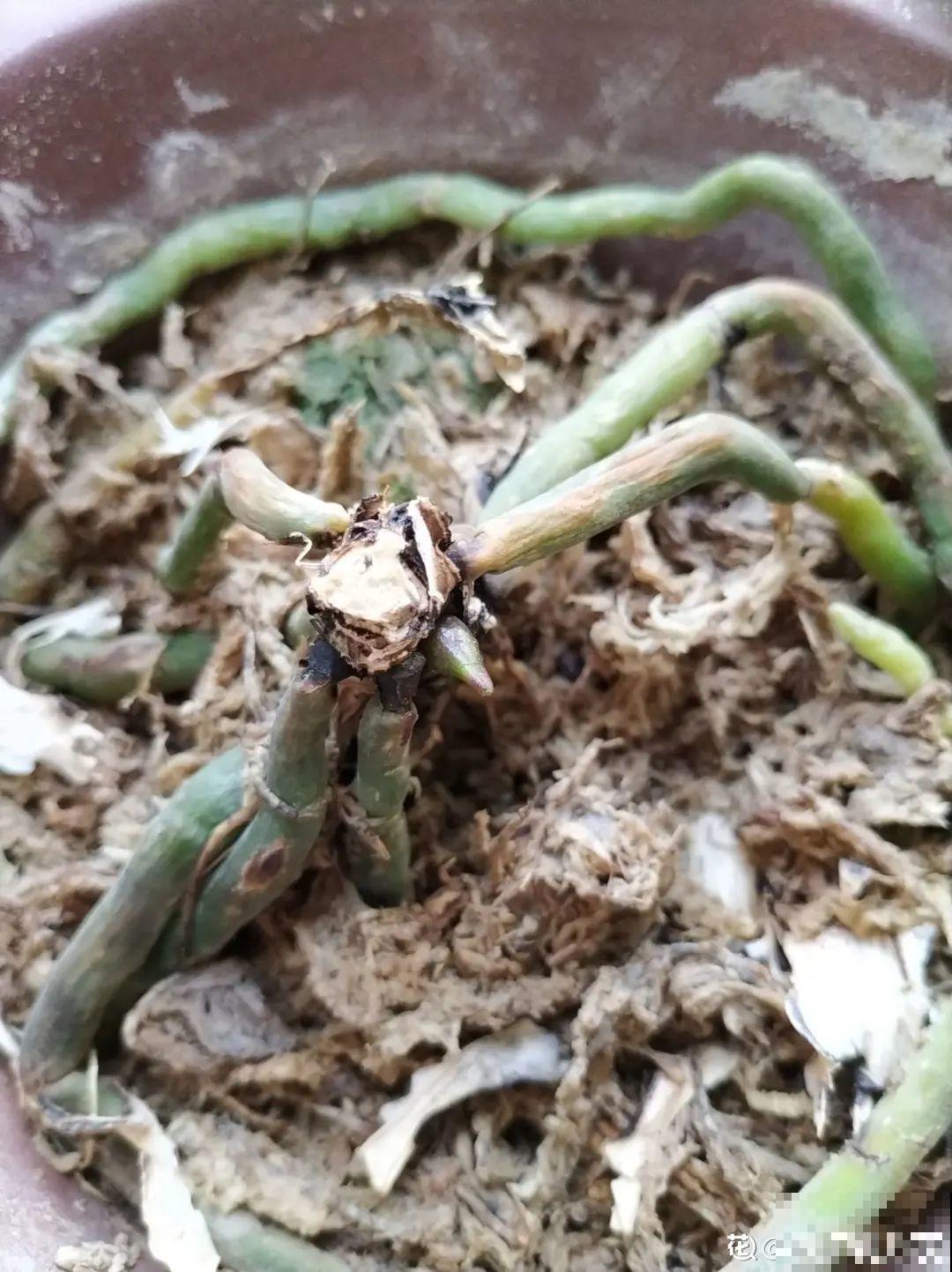 6种花夏天难养，贴土面砍一刀，新芽呼呼冒