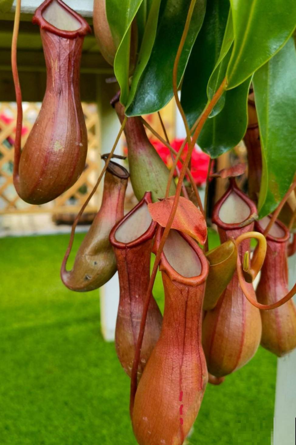 植物也有“肉食性”的，4种食虫植物，养在家里能“灭蚊”