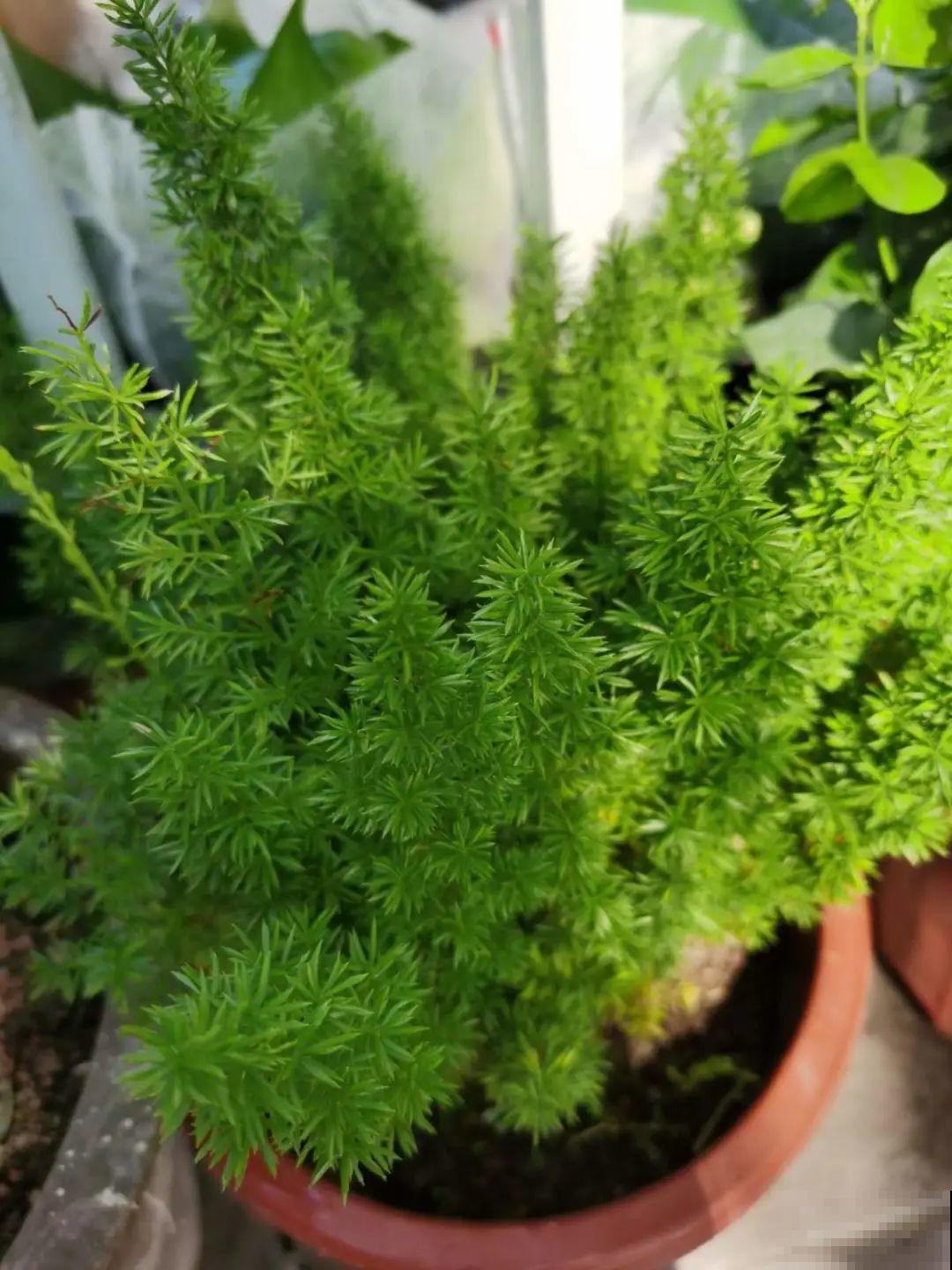 15种花,养在家里有气质,好养又健康 15种花,养在家里有气质,好养又健康