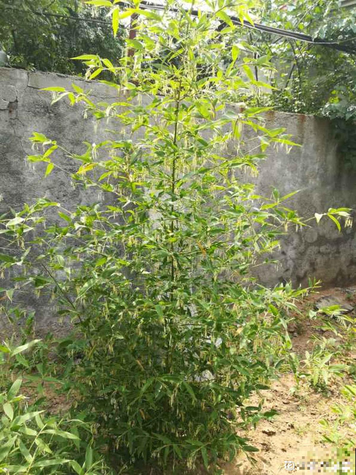 精致的农村院子，主要是种了这4种花，爬藤地栽木本都有