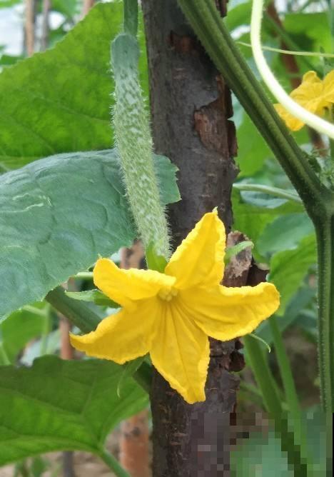 8种蔬菜花，农村人都认识，城里人基本不认识