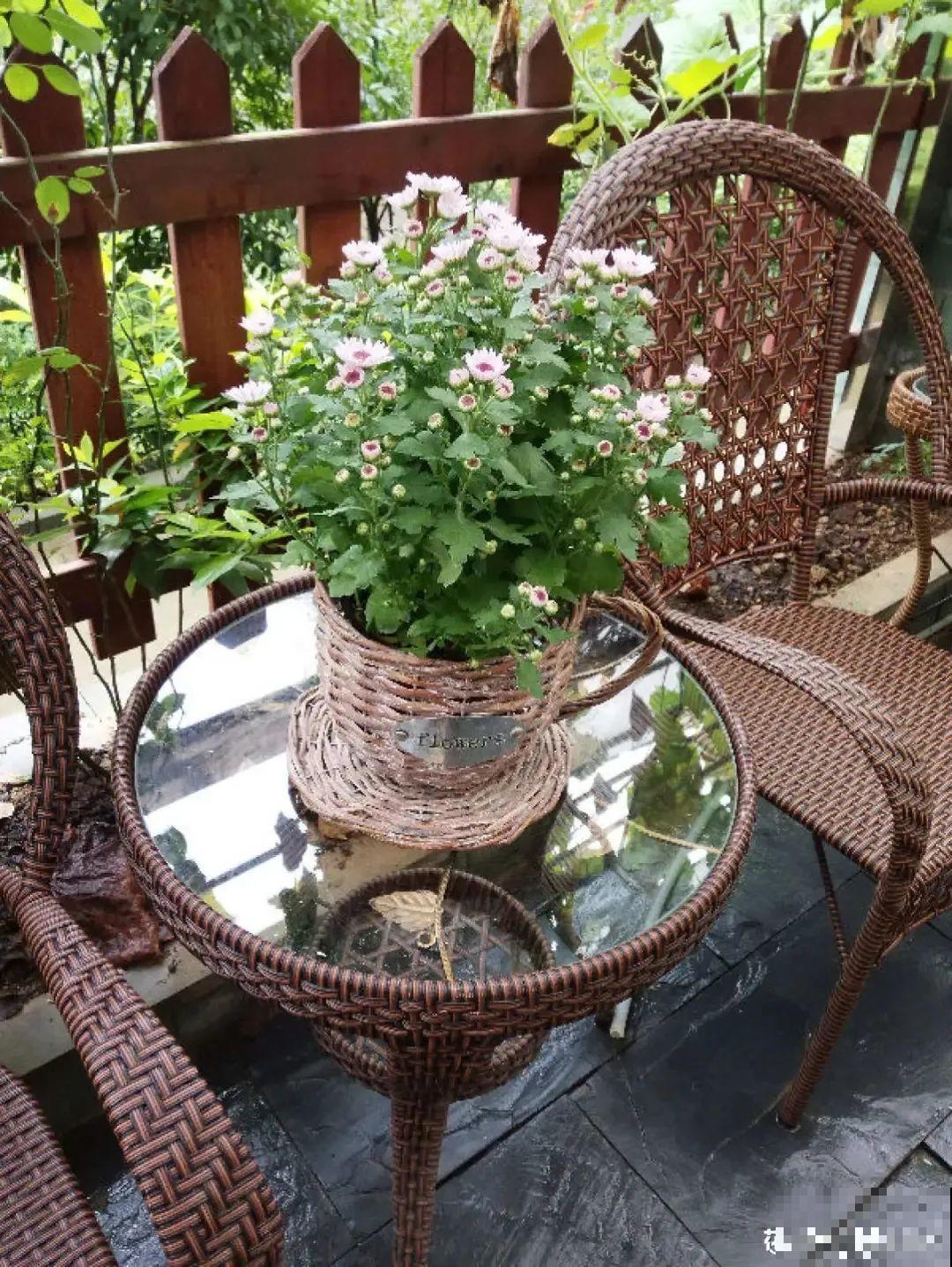 家里养盆千头菊,呼呼冒花苞,开成一个大花球! 家里养盆千头菊,呼呼冒花苞,开成一个大花球!