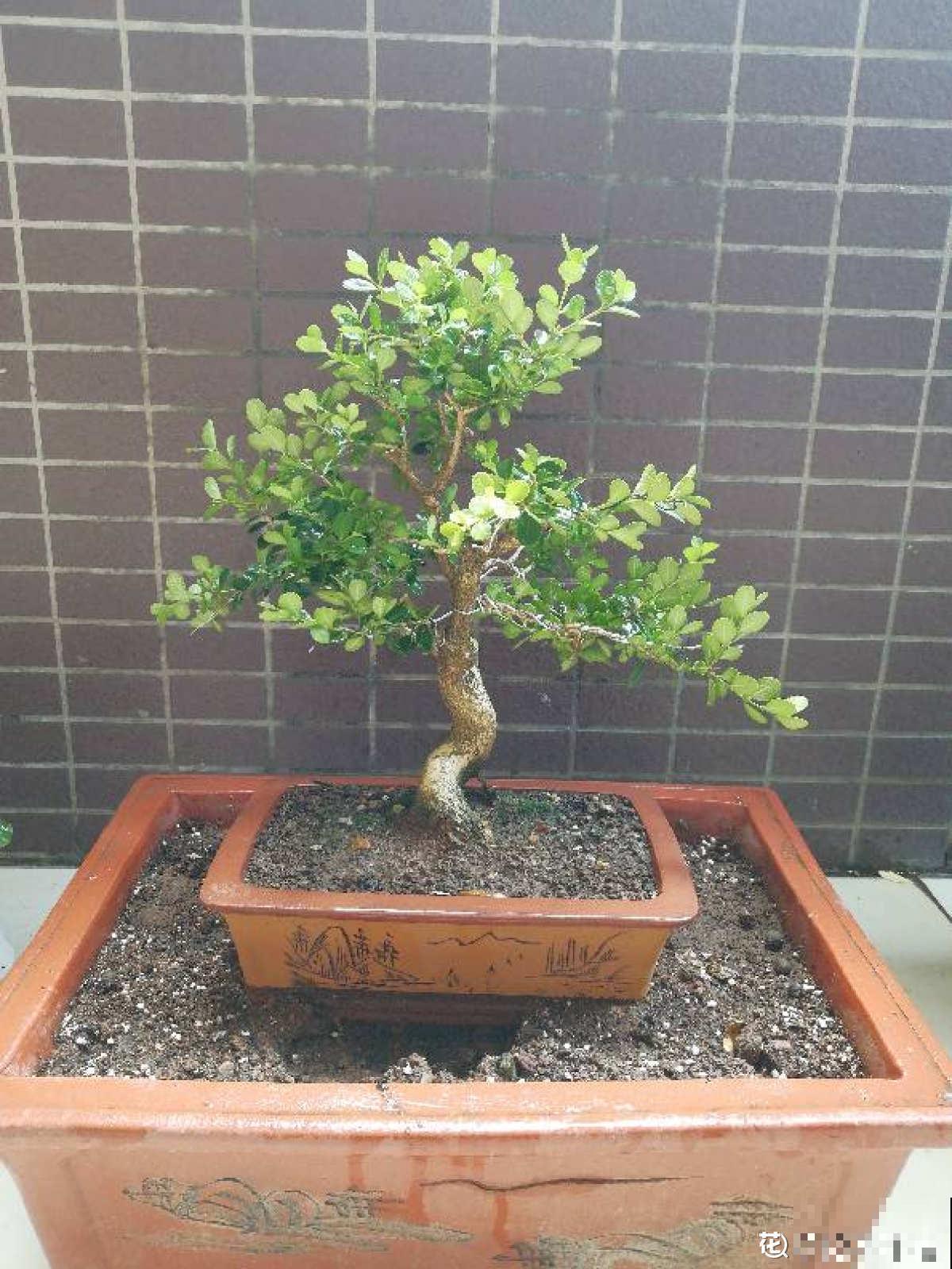 夏天浇水难，多浇少浇都不行，掌握3“不要”，植物还能继续长